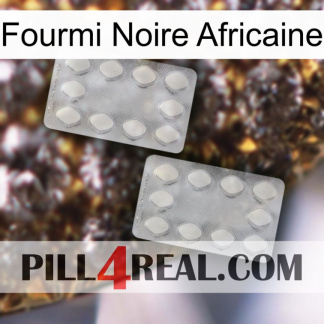 African Black Ant 17